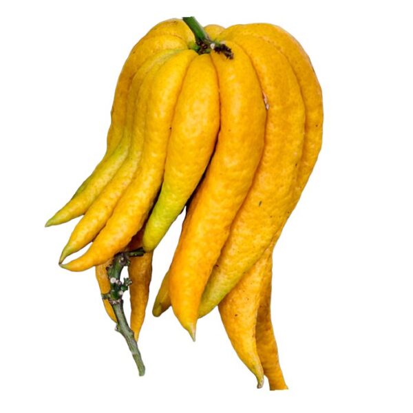 Buddhas Hand – Bild 2