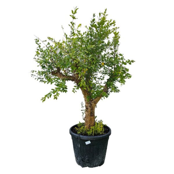 Granatapfelbaum