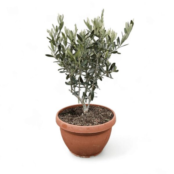 Olivenbaum Busch – Bild 3