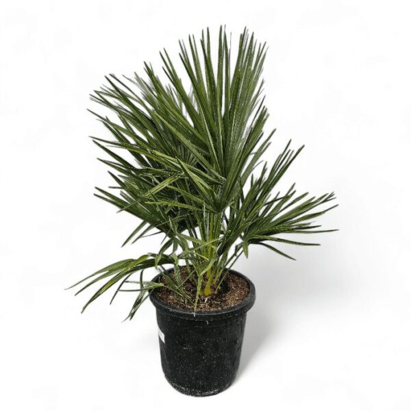 Zwergpalme Chamaerops Humilis – Bild 3