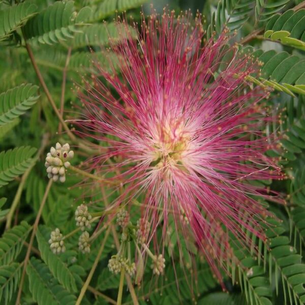 Albizia Seidenbaum – Bild 2