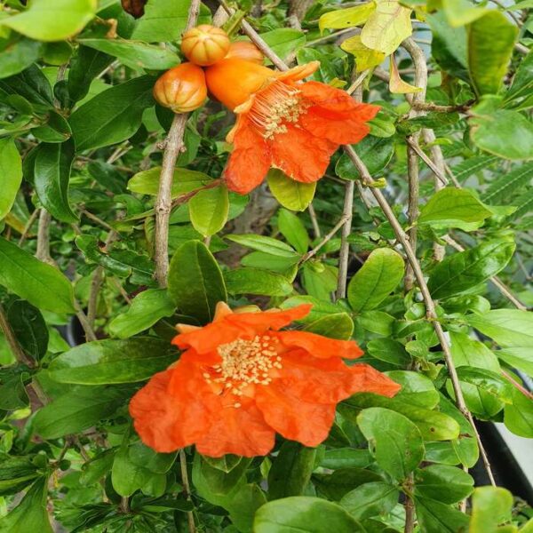Granatapfelbaum – Bild 3