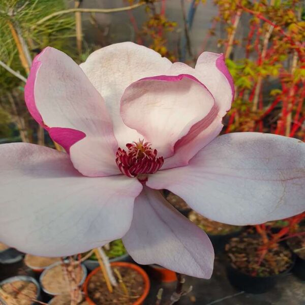 Magnolie (Tulpenmagnolie) – Bild 2