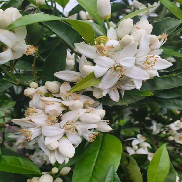 Orangenbaum – Bild 2