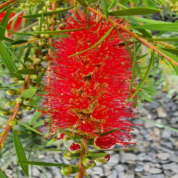Roter Zylinderputzer – Bild 2