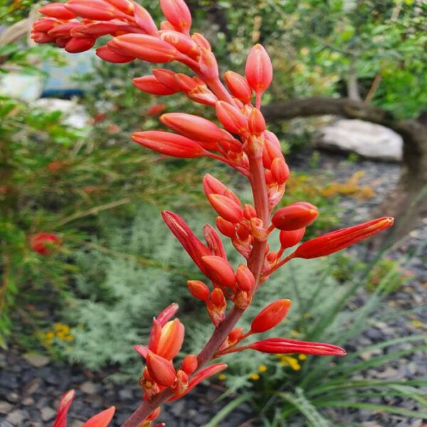 Red Yucca – Bild 2