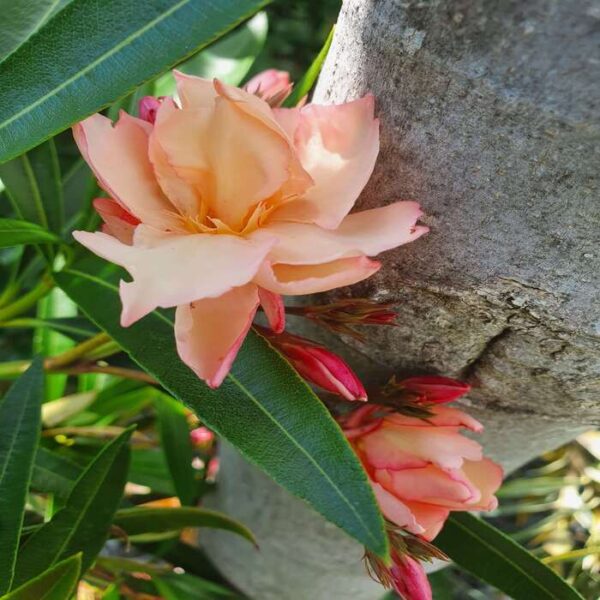Oleander 'Provence' – Bild 2