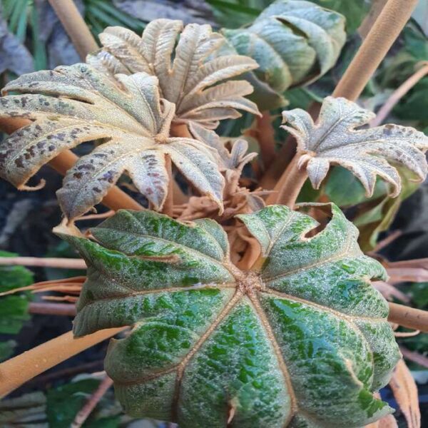 Reispapierbaum – Bild 2
