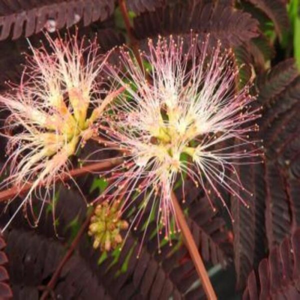 Albizia Seidenbaum Chocolate – Bild 2