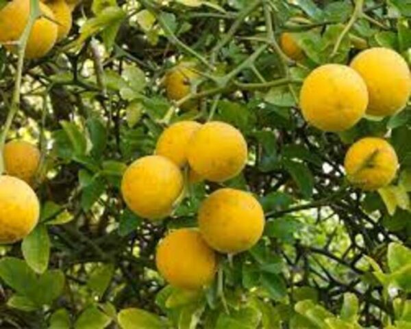 Orange dreiblättrig – Bild 2