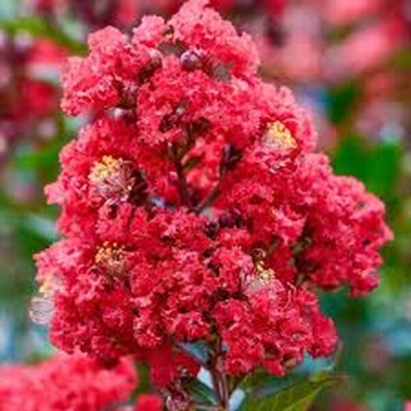 Lagerstroemia (rot) – Bild 2