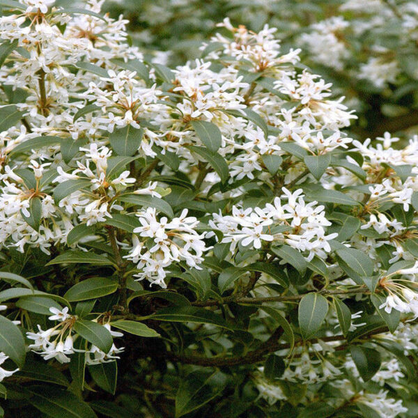 Frühlingsduftblüte – Bild 2