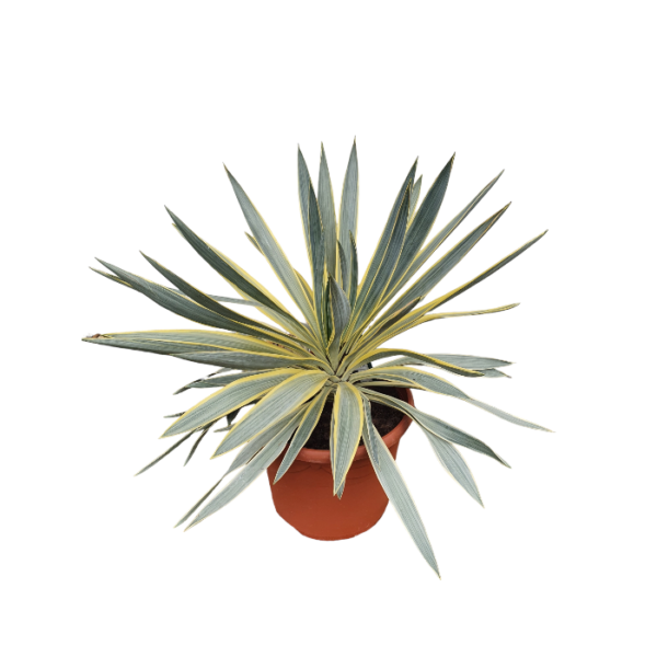 Yucca Gloriosa Zitrone