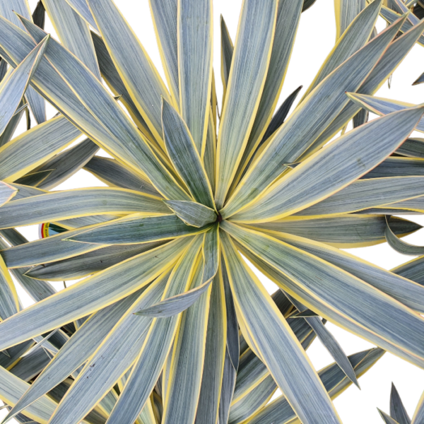 Yucca Gloriosa Zitrone – Bild 2