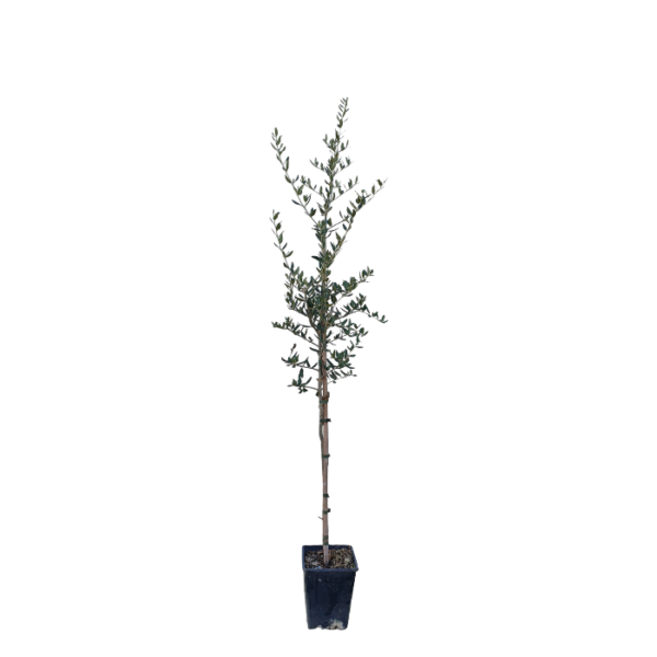 Olivenbaum
