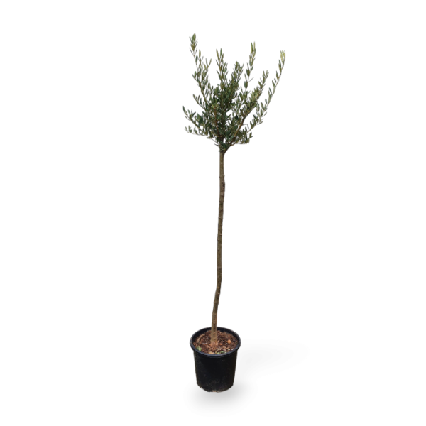 Olivenbaum – Bild 4