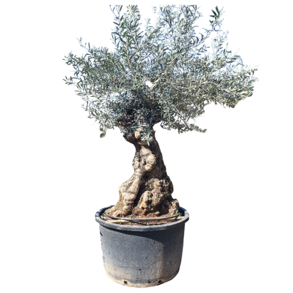 Olivenbaum knorrig – Bild 3