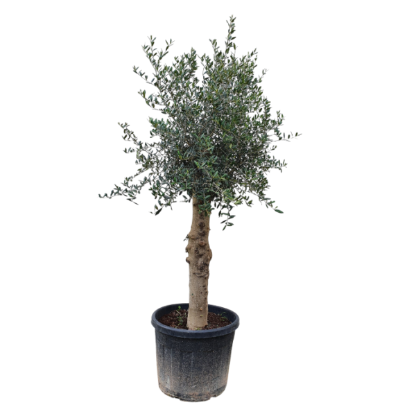 Olivenbaum – Bild 5