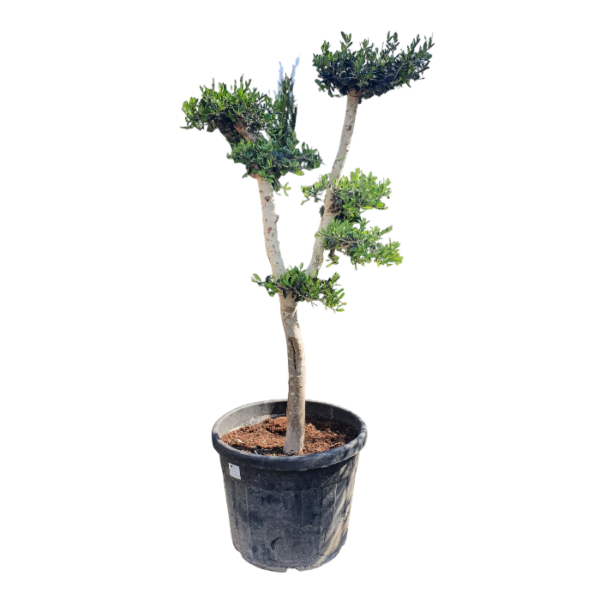 Olivenbaum Bonsai