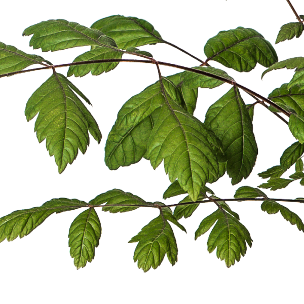 Blasenbaum – Bild 2