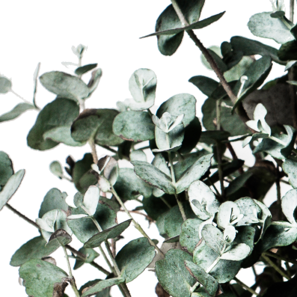 Eukalyptus Gunni – Bild 2