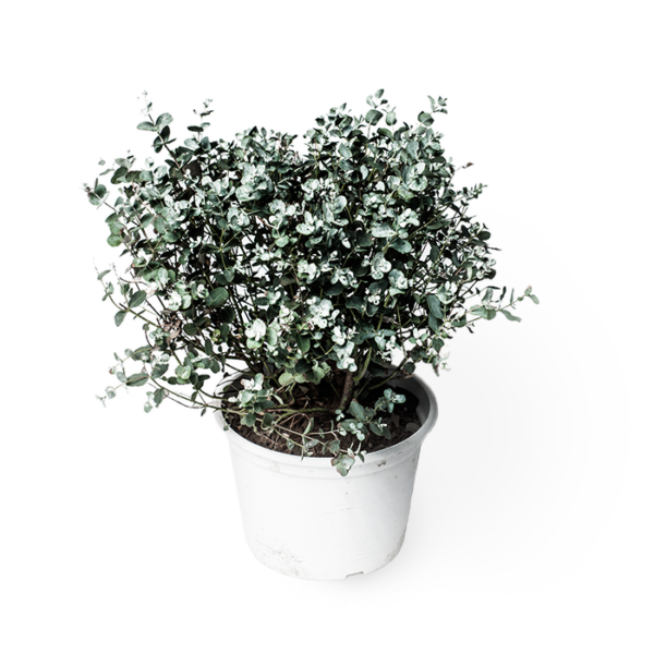Eukalyptus Gunni