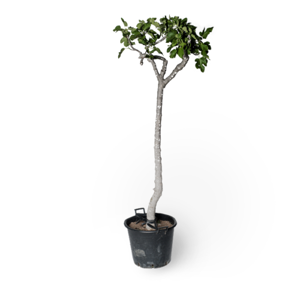 Feigenbaum