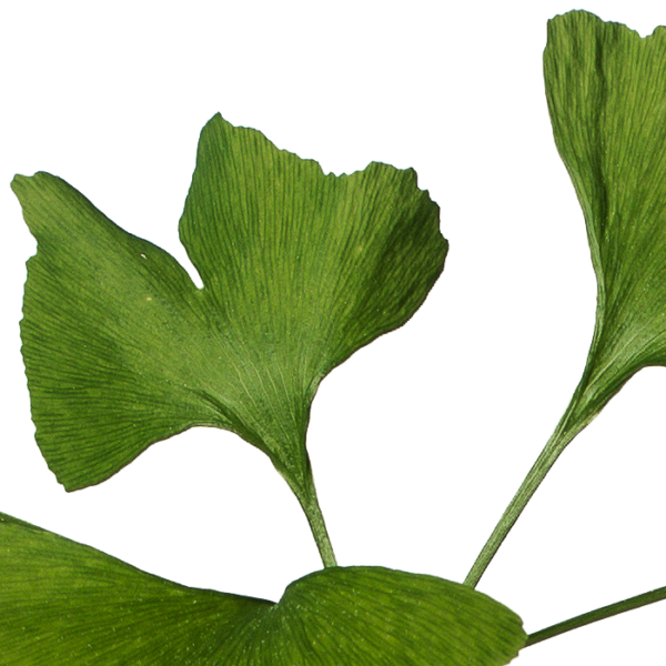 Ginkgo – Bild 2