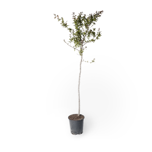 Granatapfelbaum – Bild 4