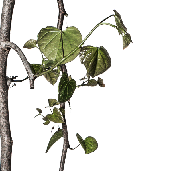 Judasbaum – Bild 3