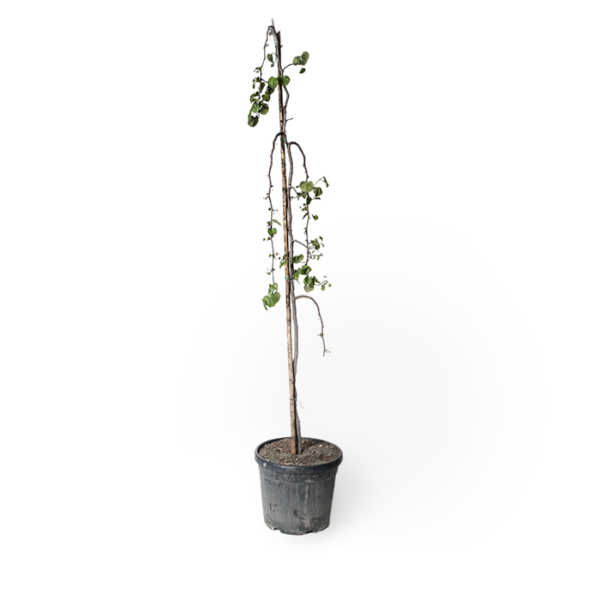 Judasbaum