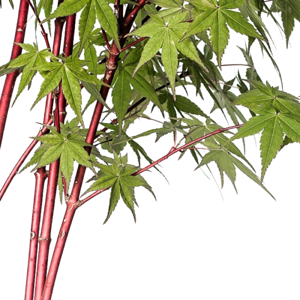 Acer palmatum 'Sangokaku' – Bild 2