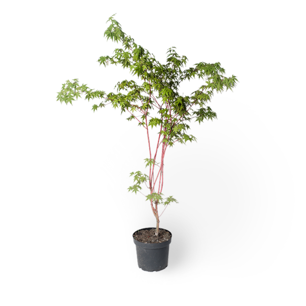 Acer palmatum 'Sangokaku'