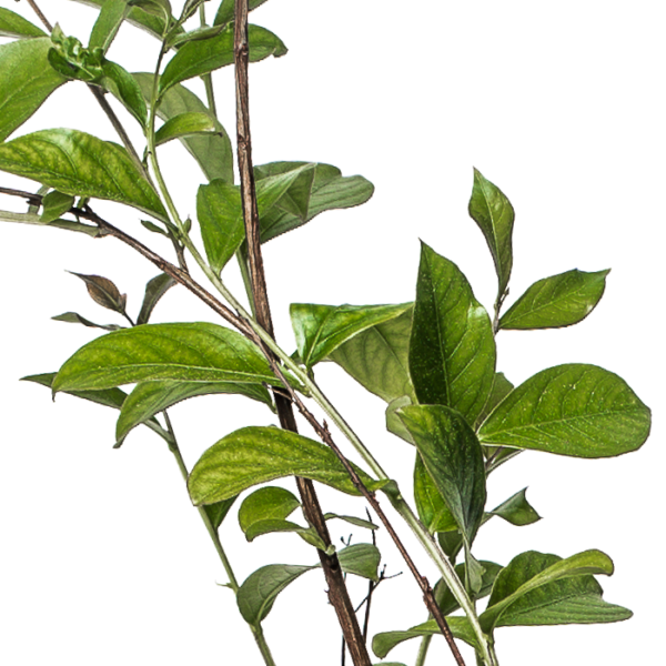 Lagerstroemia (rot) – Bild 4