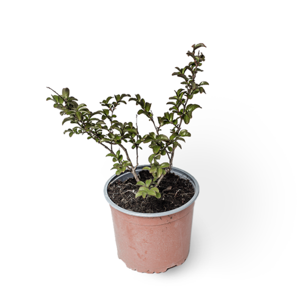 Lagerstroemia (rot) – Bild 3