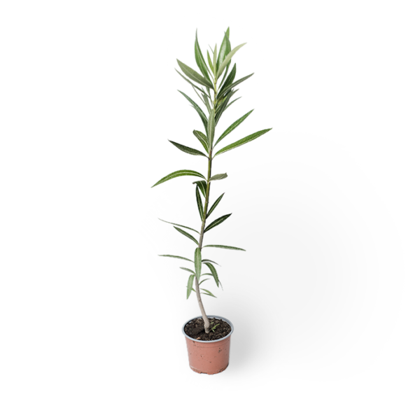 Oleander 'Italia' – Bild 3