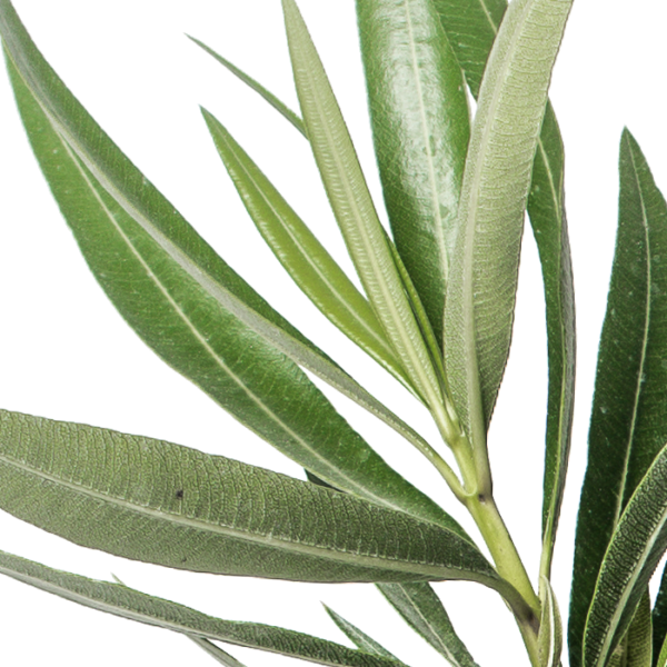 Oleander 'Italia' – Bild 4