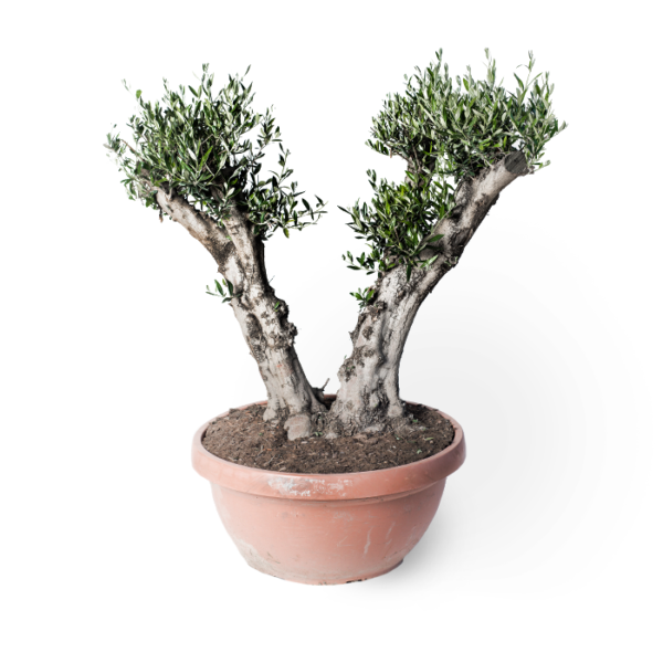 Olivenbaum Bonsai – Bild 4