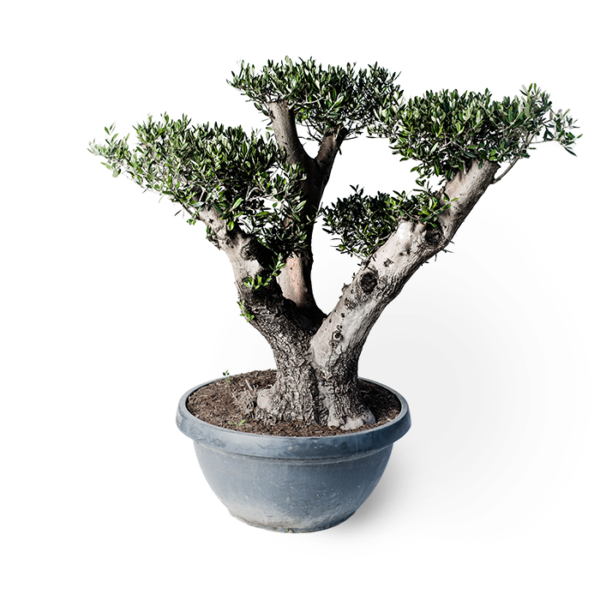 Olivenbaum Bonsai – Bild 3
