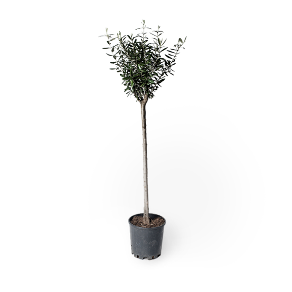 Olivenbaum – Bild 5