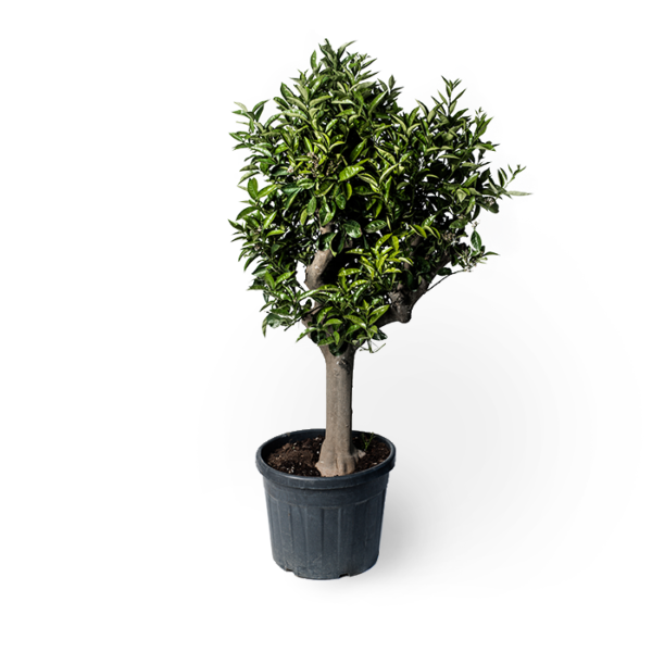 Orangenbaum