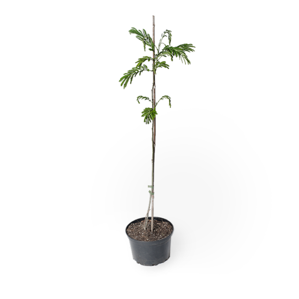 Albizia Seidenbaum