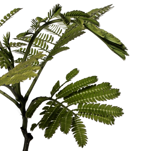 Albizia Seidenbaum – Bild 4