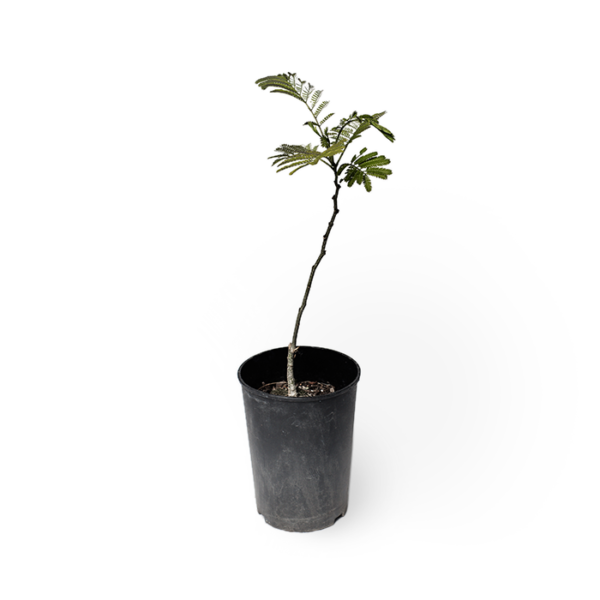 Albizia Seidenbaum – Bild 3