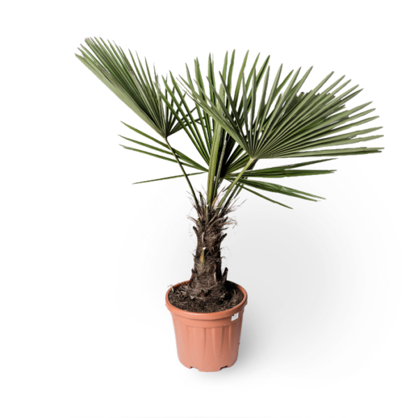 Chin. Hanfpalme XS / S / M / L
