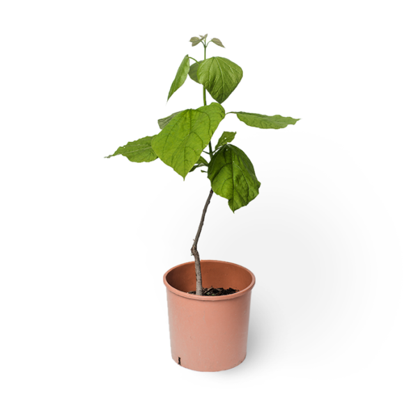Trompetenbaum – Bild 4
