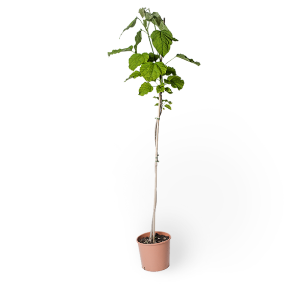 Trompetenbaum