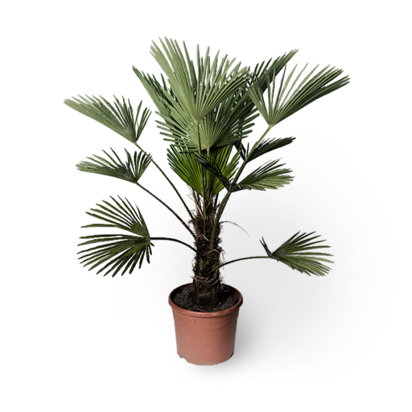 Wagners Hanfpalme