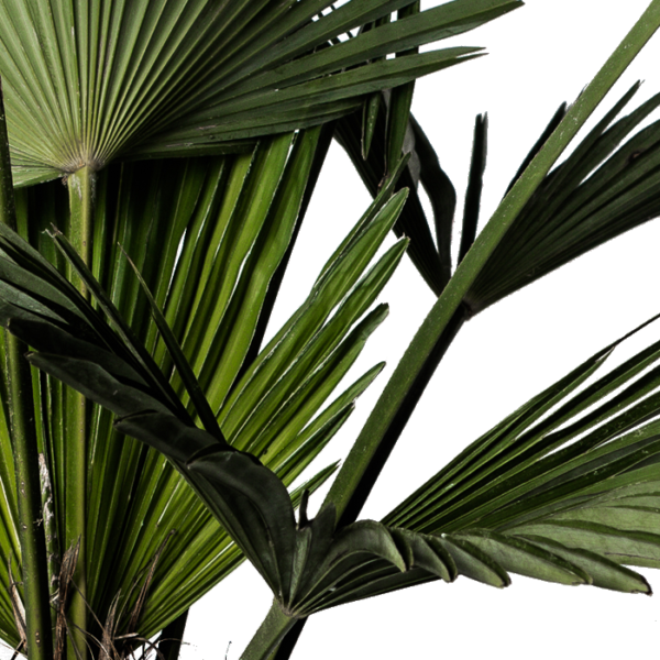 Wagners Hanfpalme – Bild 2