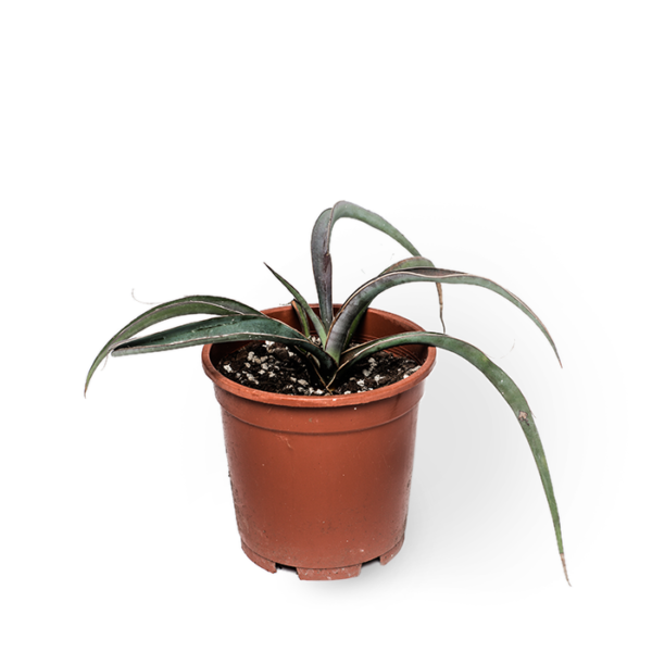 Yucca Filifera – Bild 3